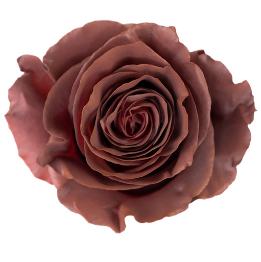 Chocolate Brown Tinted Roses