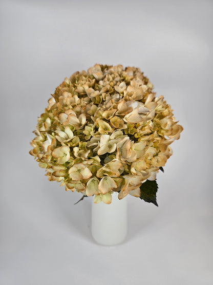 Coffee Tinted Hydrangea