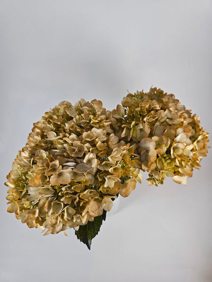 Coffee Tinted Hydrangea