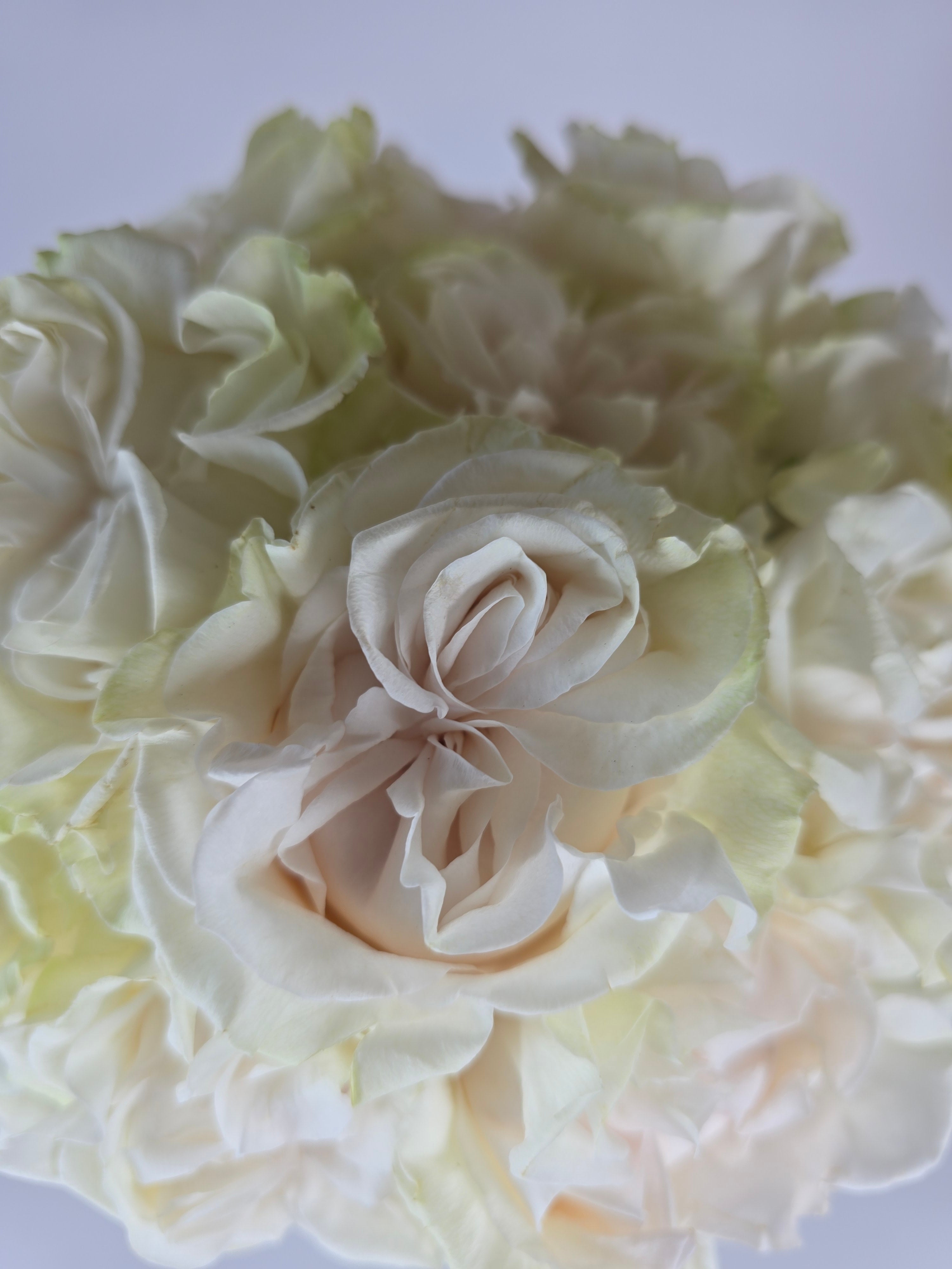 Cotton Xpression Garden Rose – The Flower Hype