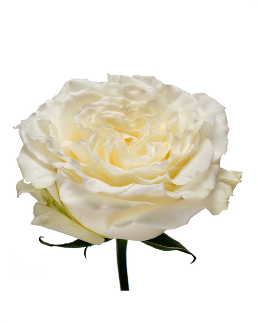 Cream Enigma Garden Rose