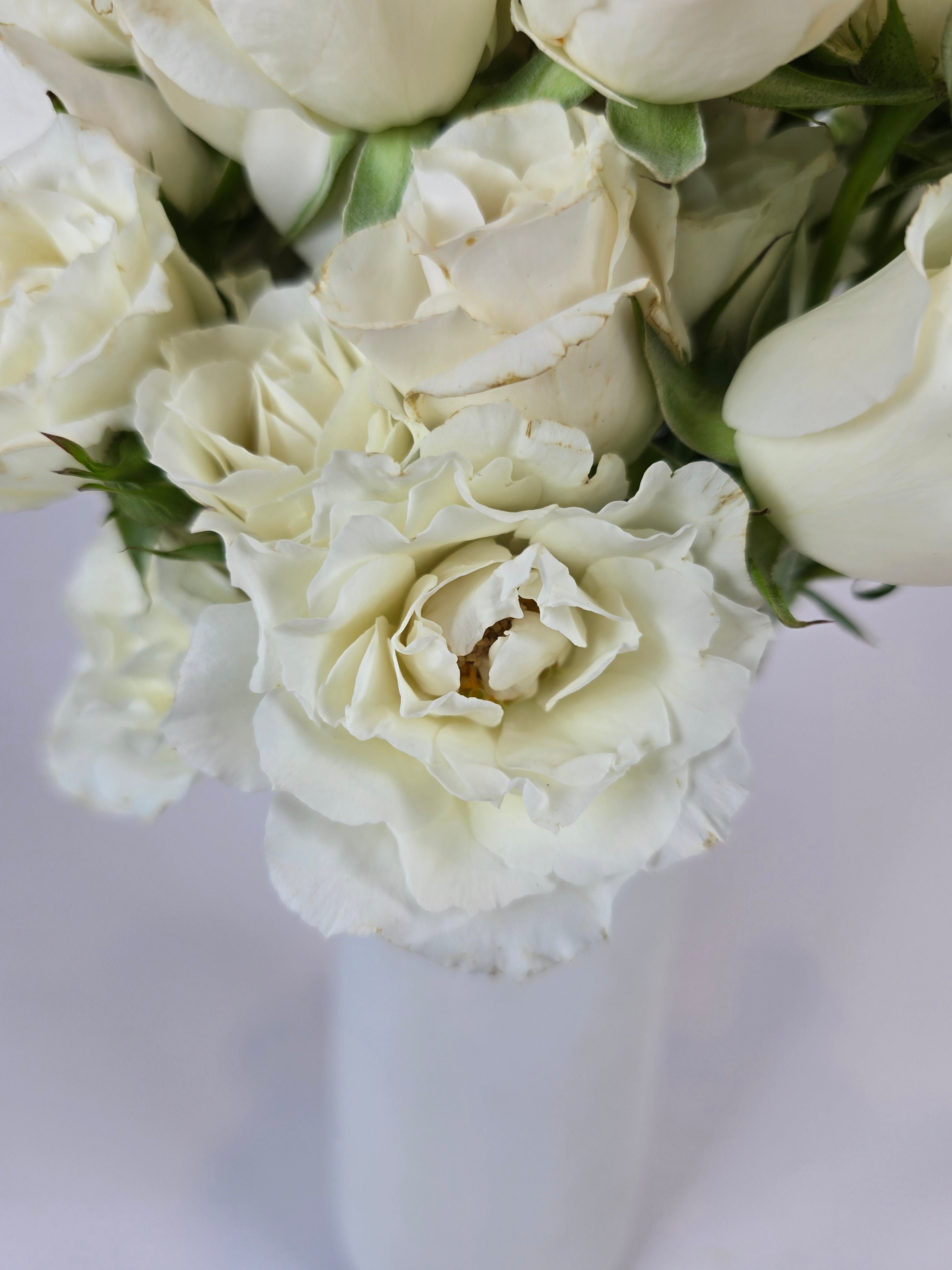 Cream Spray Rose – The Flower Hype