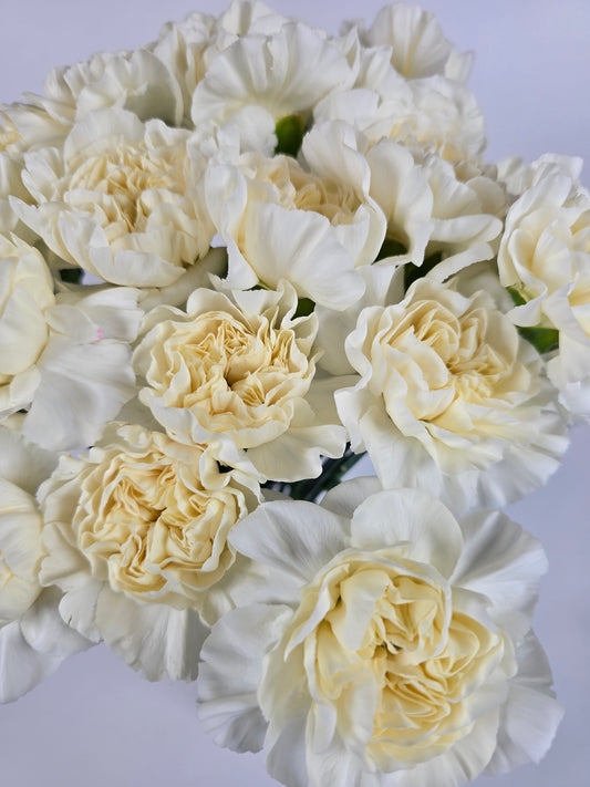 Creamy Vanilla Carnations