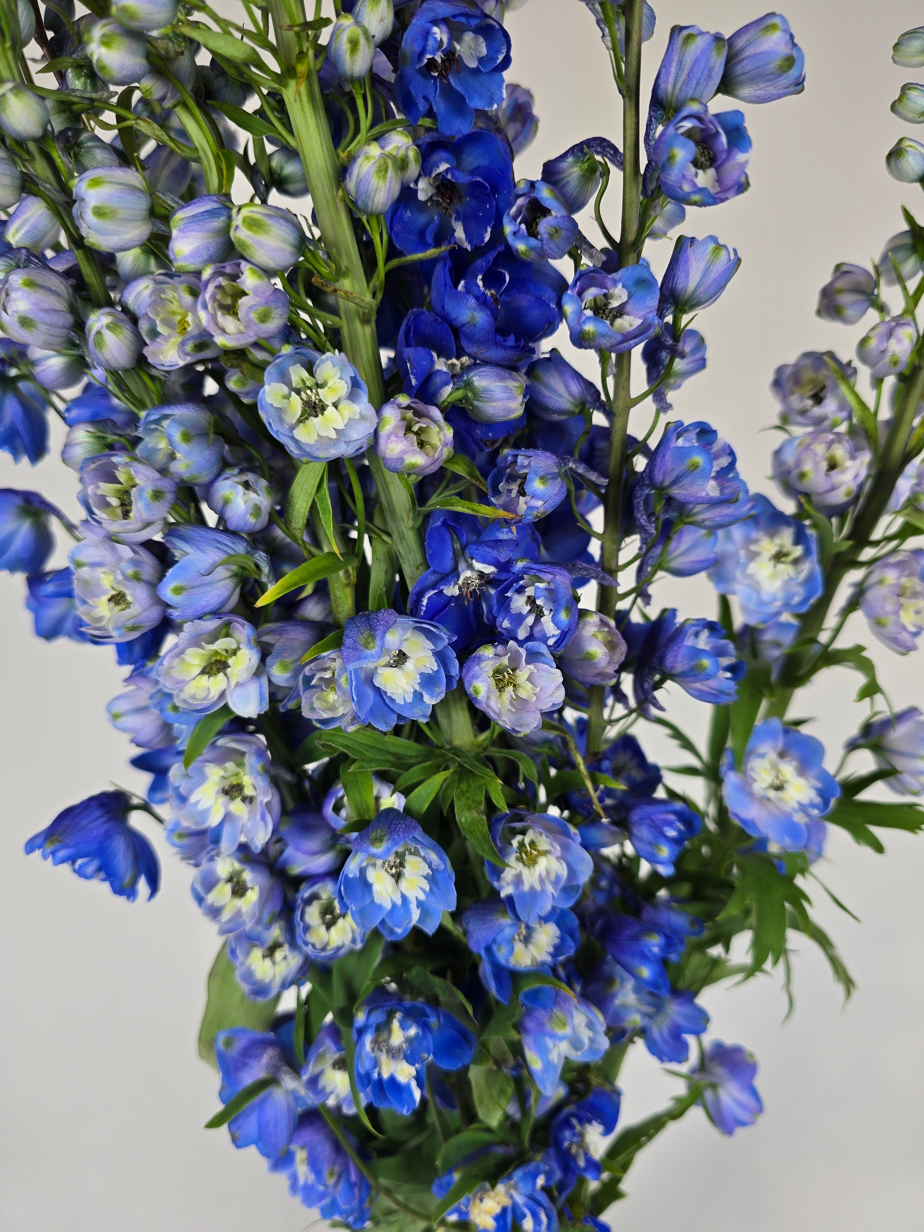 Dark Blue Delphinium – The Flower Hype