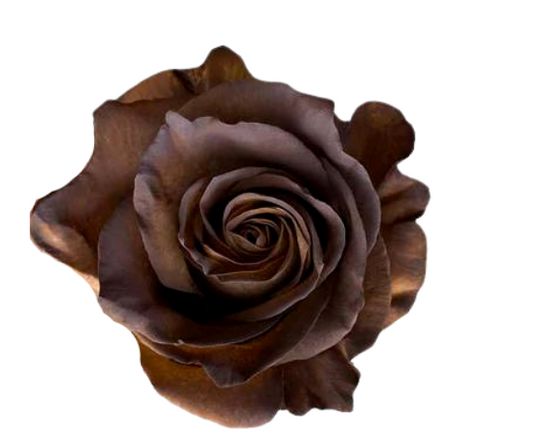 Dark Brown Tinted Roses