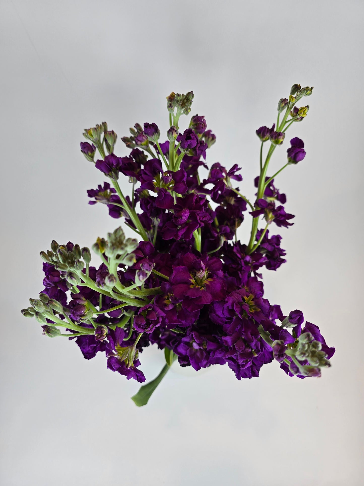 Dark Purple Stock