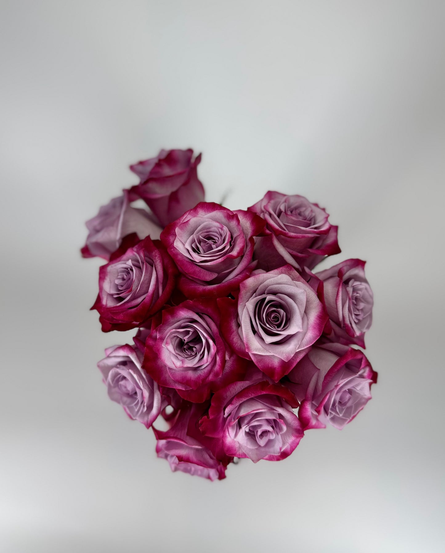 Deep Purple Lavender Rose