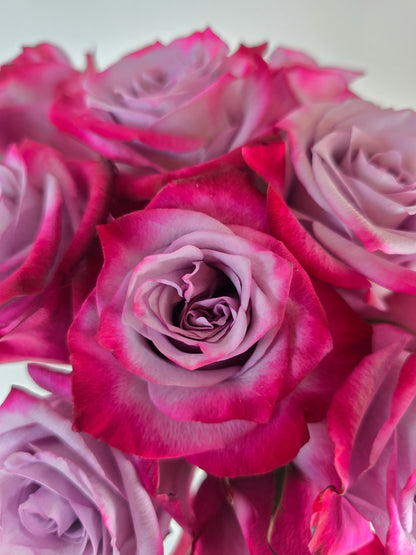 Deep Purple Lavender Rose