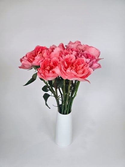 Dragonfly Coral Pink Garden Roses