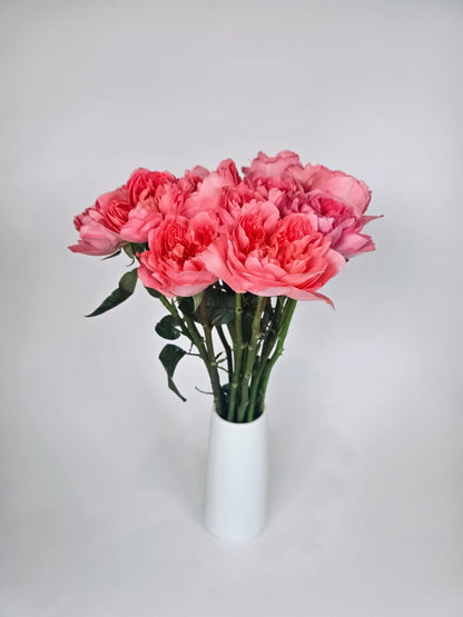 Dragonfly Coral Pink Garden Roses