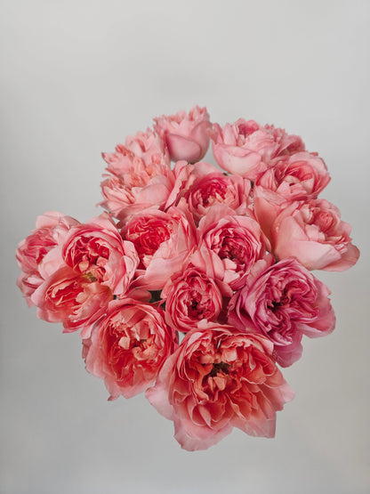 Dragonfly Coral Pink Garden Roses