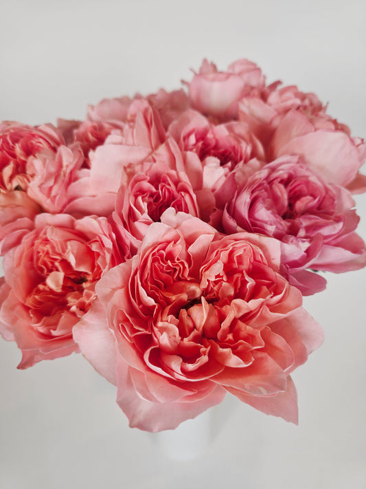 Dragonfly Coral Pink Garden Roses