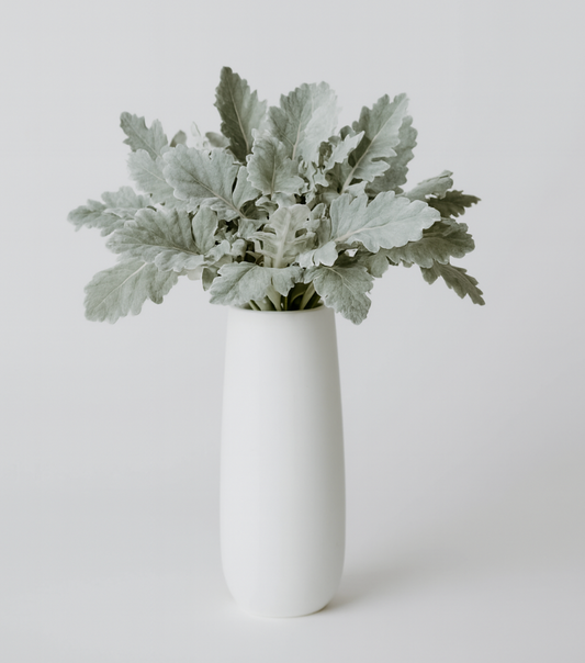 Dusty Miller Greenery
