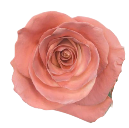 Dusty Pink Tinted Roses