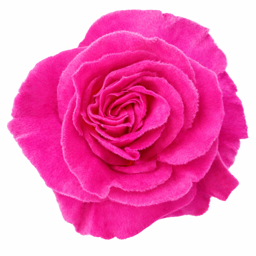 Electric Pink Velvet Tinted Fresh Cut Roses
