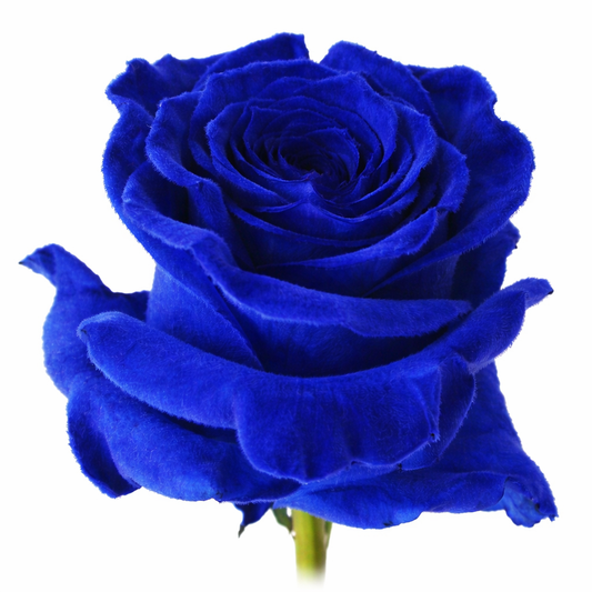 Electric Sapphire Velvet Tinted Fresh Cut Roses