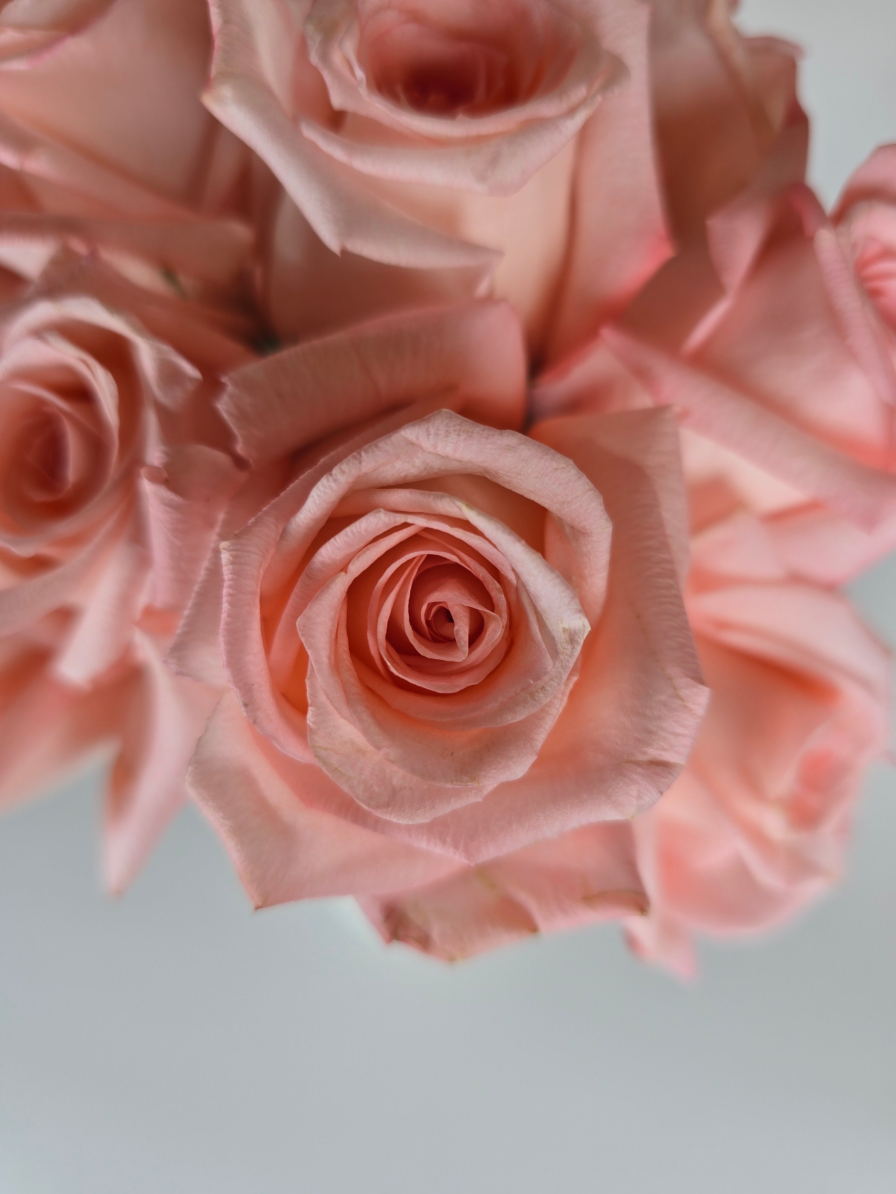 Engagement Roses Engagement Light Pink Rose – The Flower Hype
