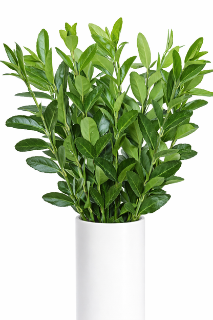 Euonymus Greenery