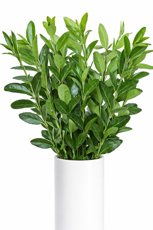 Euonymus Greenery