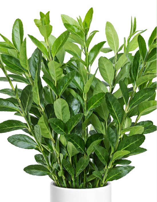 Euonymus Greenery
