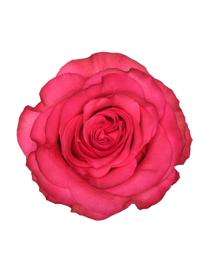 Exotic Berry Hot Pink Rose