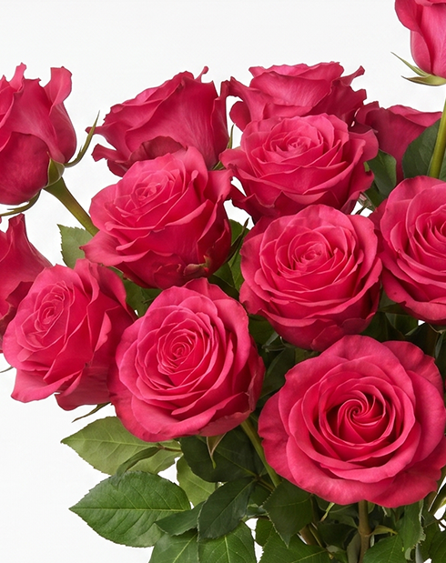 Exotic Berry Hot Pink Rose