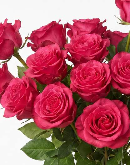 Exotic Berry Hot Pink Rose
