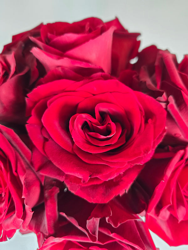Explorer Red Rose – The Flower Hype