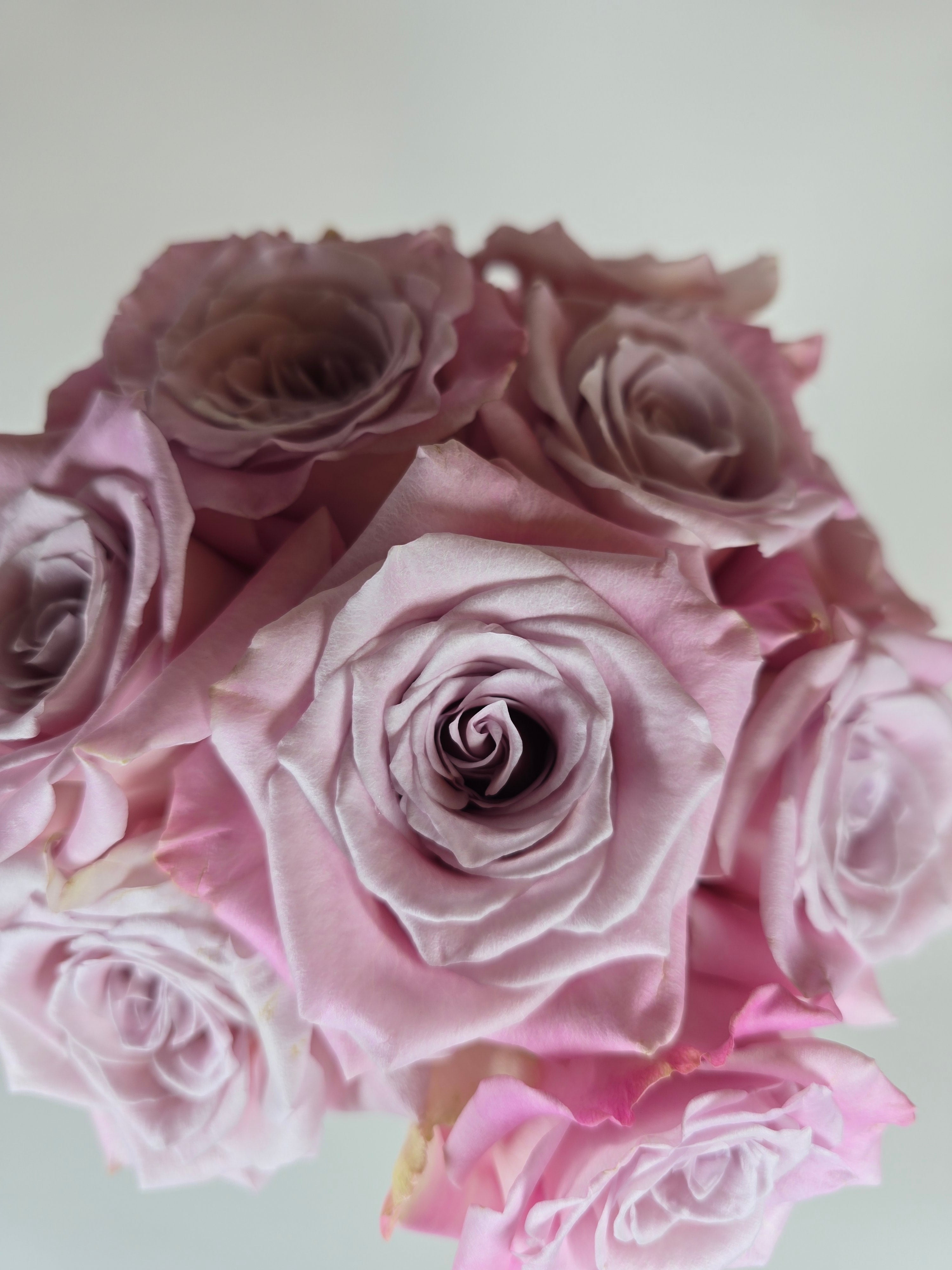 Faith Lavender Rose – The Flower Hype