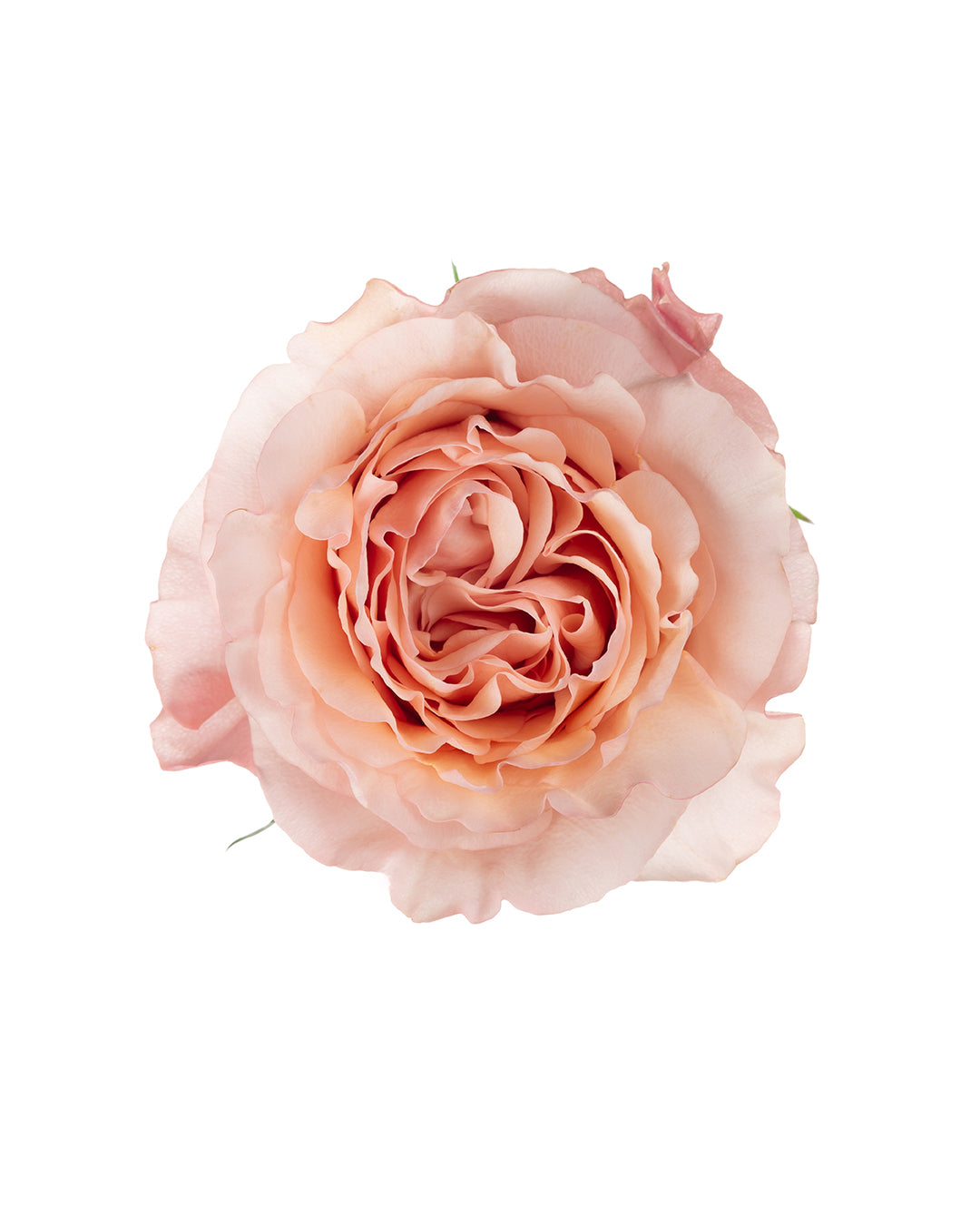 Fascination Peachy Pink Garden Rose