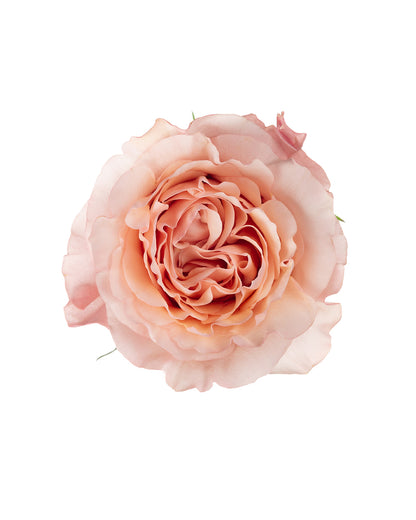 Fascination Peachy Pink Garden Rose