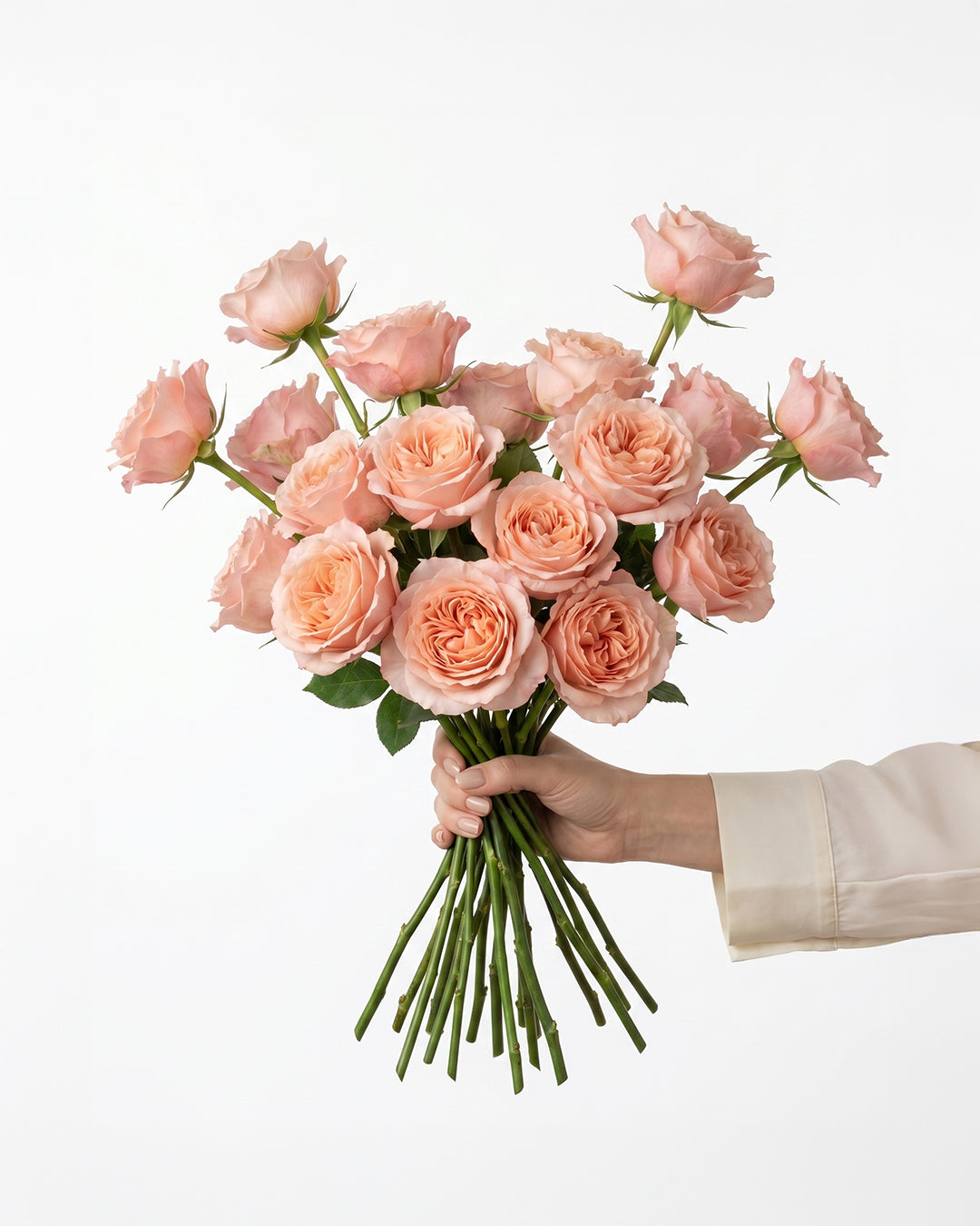 Fascination Peachy Pink Garden Rose