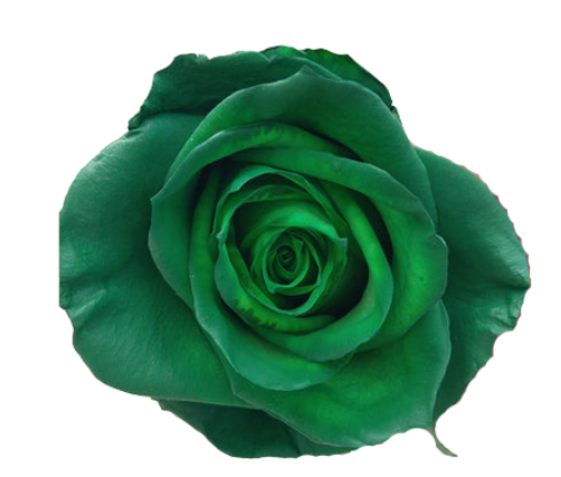 Forest Green Tinted Roses