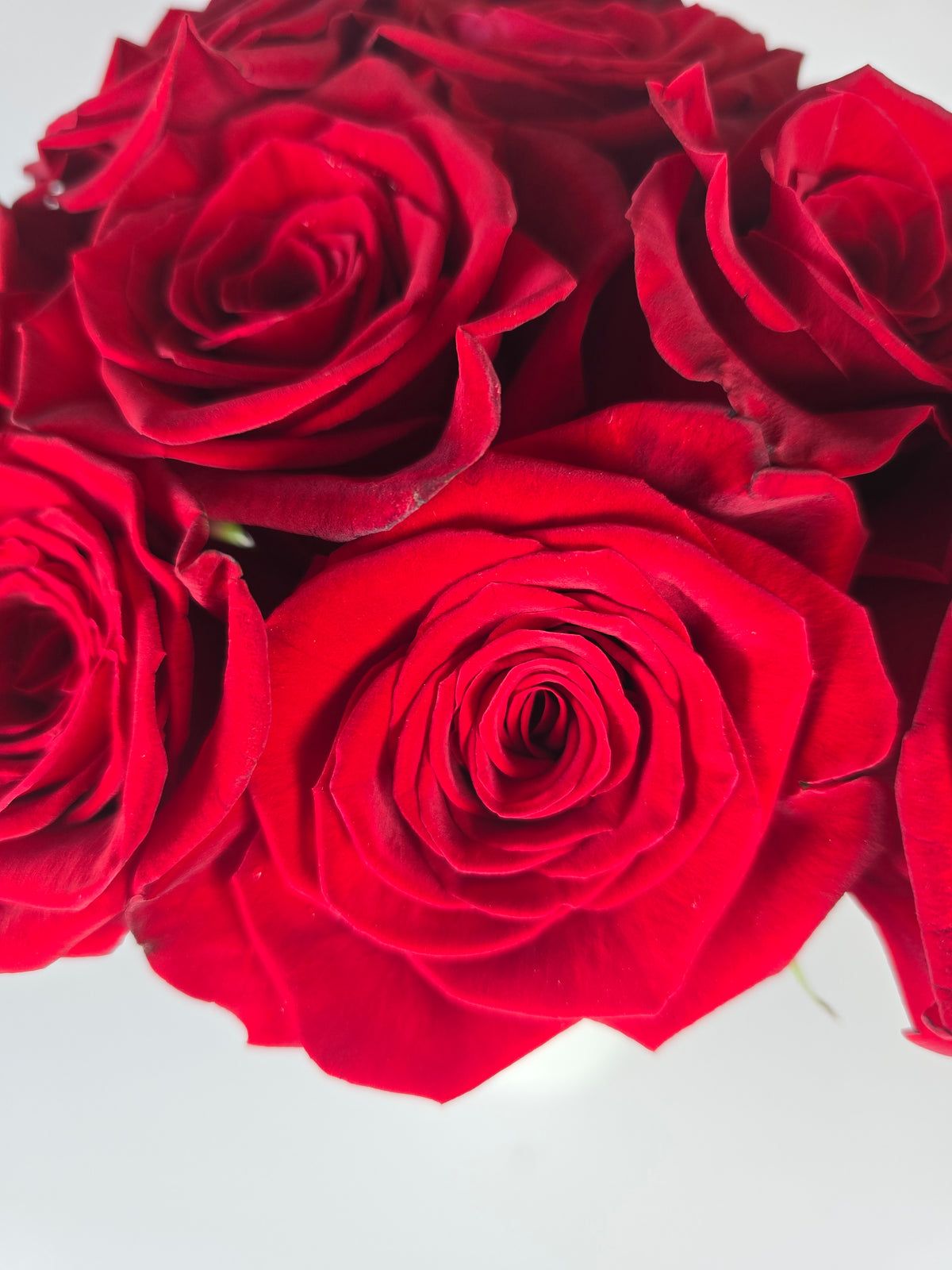 Freedom Red Rose – The Flower Hype