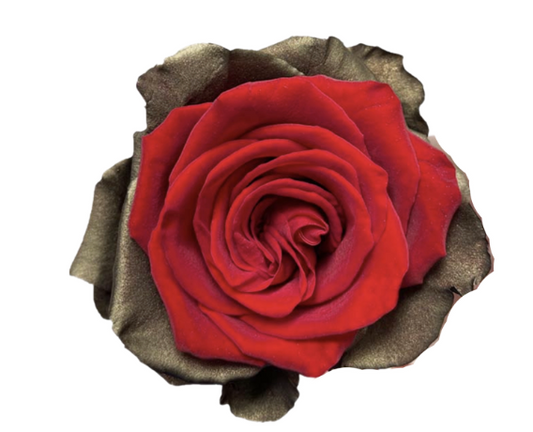 Gilded Velvet Tinted Roses