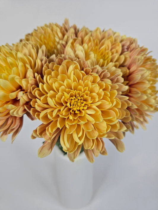 Golden Cremon Mums