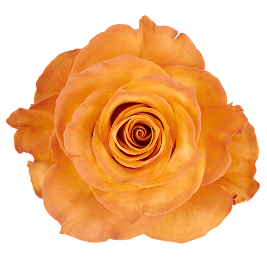 Golden Hour Orange Tinted Roses