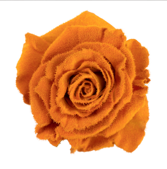 Golden Orange Velvet Tinted Fresh Cut Roses
