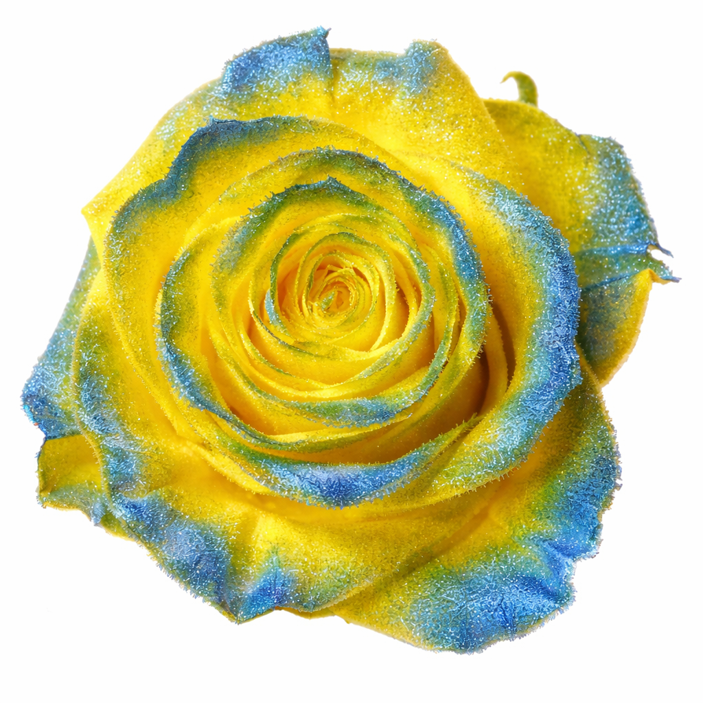 Golden Sky Velvet Tinted Fresh Cut Roses