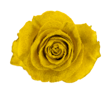 Golden Velvet Tinted Fresh Cut Roses