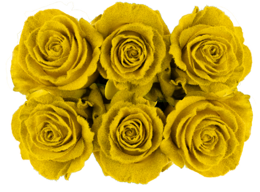 Golden Velvet Tinted Fresh Cut Roses
