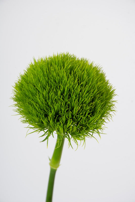 Green Ball Trick Dianthus