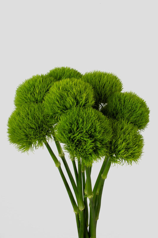 Green Ball Trick Dianthus