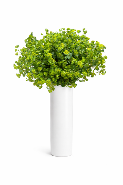 Green Bupleurum Greenery