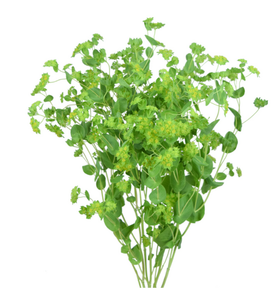 Green Bupleurum Greenery