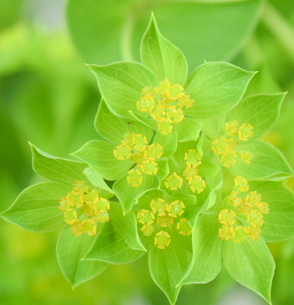 Green Bupleurum Greenery