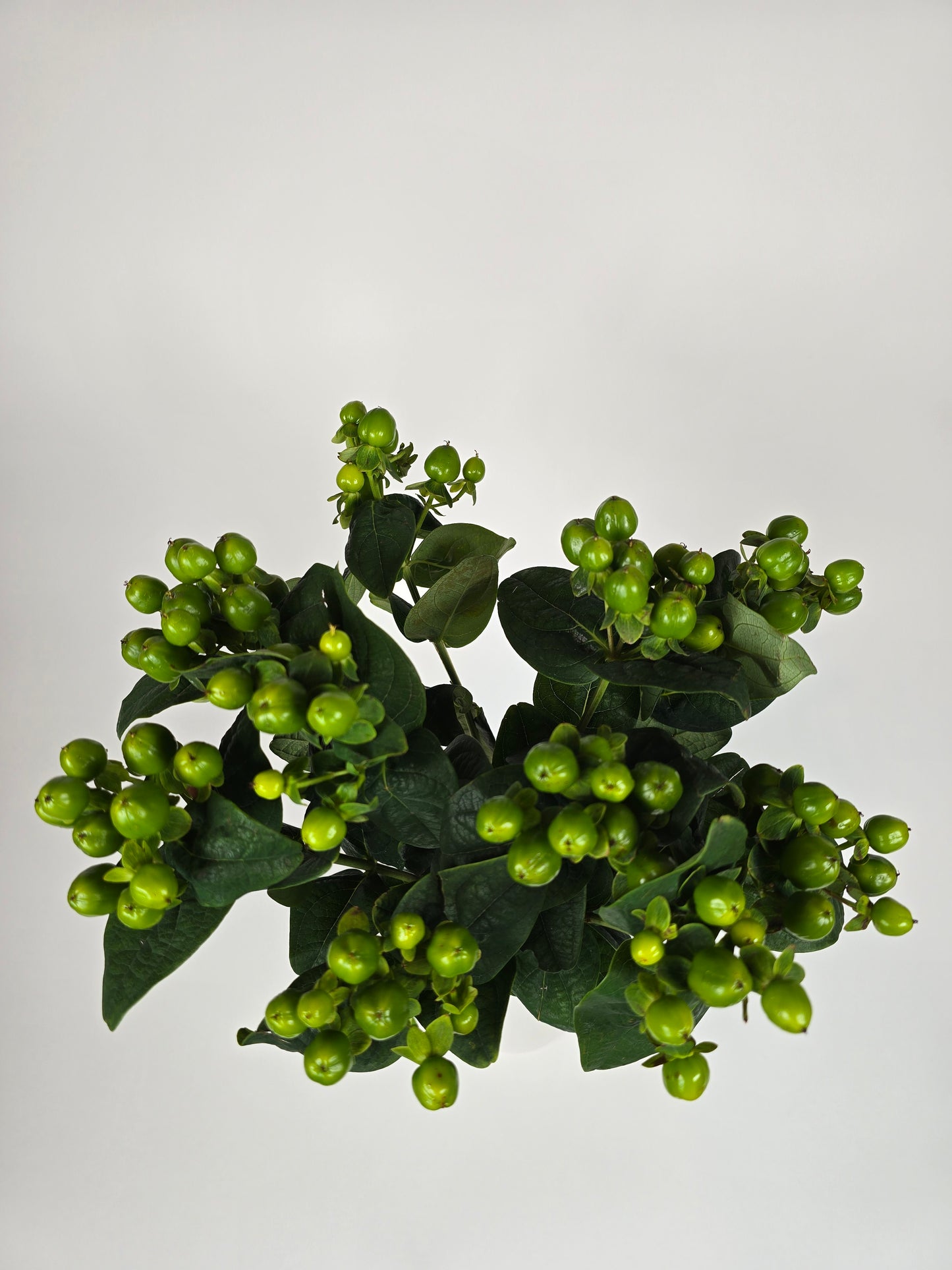 Green Hypericum Berries