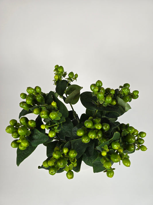 Green Hypericum Berries
