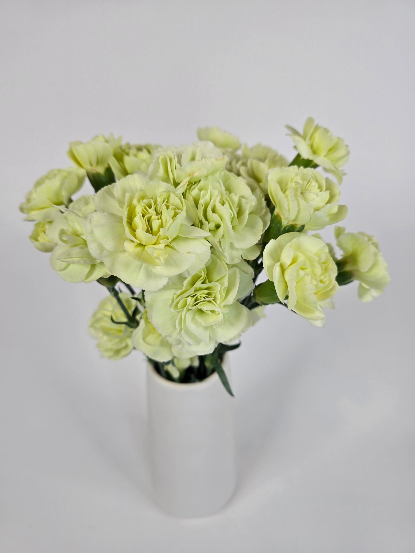 Green Spray Mini Carnations
