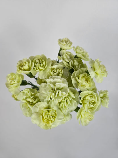 Green Spray Mini Carnations